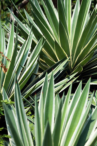 Carribean agave sharp green leaves with white margins growing in a ball shape in Central America. Selective focus