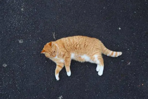 Ginger cat lying on floor in street with red or yellow striped fur and white whiskers lying relaxed on the concrete, adorable soft ginger domestic cat isolated with copy space