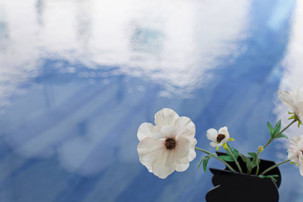 istock Anemone flowers in vase and blue background 1476211027