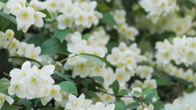 beautiful jasmine white flowers in summer day pan