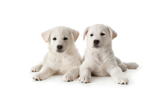 Two cute white twin puppies isolated on white background