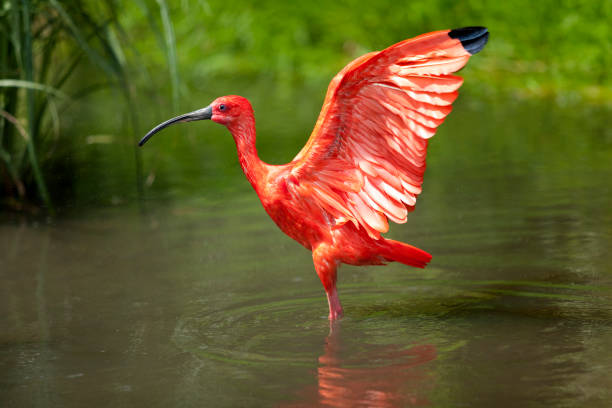 Scarlet Ibis stretching his wings standing in the water pond stock photo