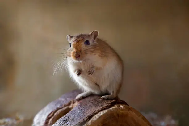 Gerbil,desert rat, sitting on wood close up