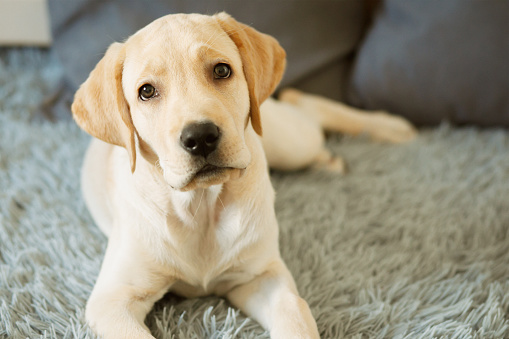 A cute yellow labrador puppy lies on a fleecy bedspread with a surprised look, tilting its head