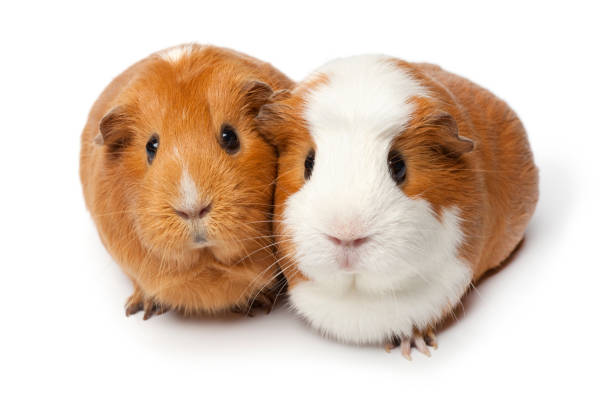 istock Two cute guinea Pigs isolated on white background close up 1476212446