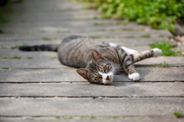 istock Lazy tabby cat lying in the garden 1476212506