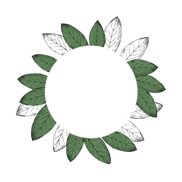 ilustrações de stock, clip art, desenhos animados e ícones de frame wreath with bay leaf. background with spices from bay tree. illustration symbol of victory and fragrant culinary spice. hand drawing. round shape design element. vector - laurissilva