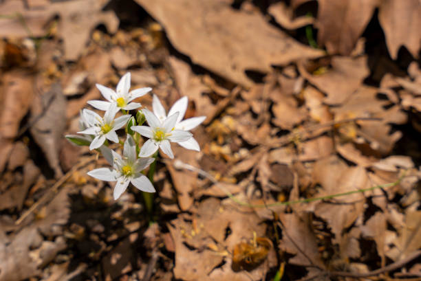 istock The white flowers growing among the curly leaves 1476212980