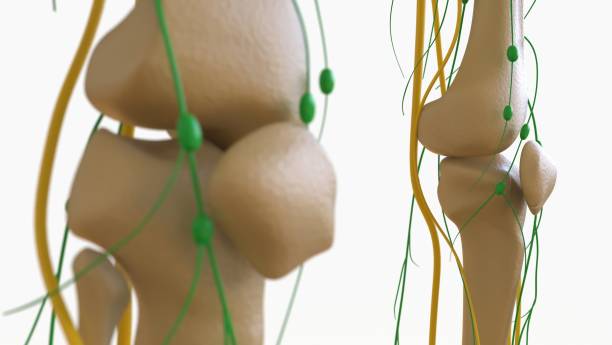 istock Human Lymph Nodes Anatomy For Medical Concept 3D Rendering 1476214488