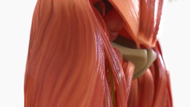 istock Human Muscle Anatomy For medical concept 3D rendering 1476214804
