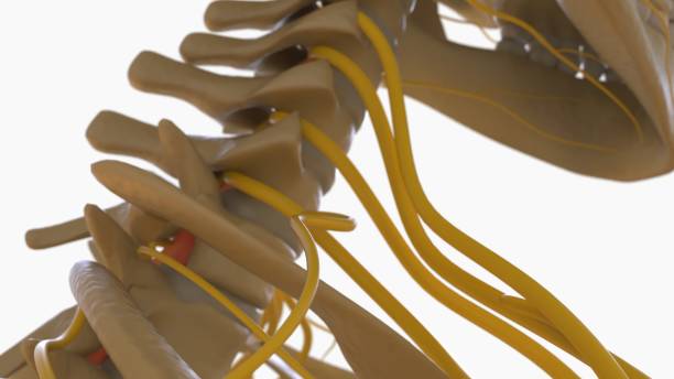 istock Human Skeleton Anatomy For medical concept 3D rendering 1476215039