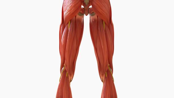 istock Human Muscle Anatomy For medical concept 3D rendering 1476216113