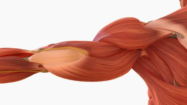 Human Muscle Anatomy For medical concept 3D Illustration