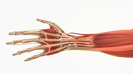Human Muscle Anatomy For medical concept 3D Illustration