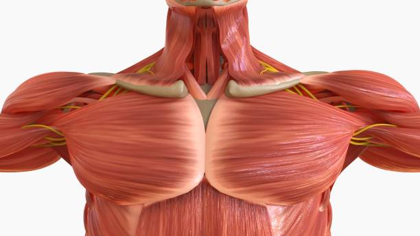 istock Human Muscle Anatomy For medical concept 3D rendering 1476216283