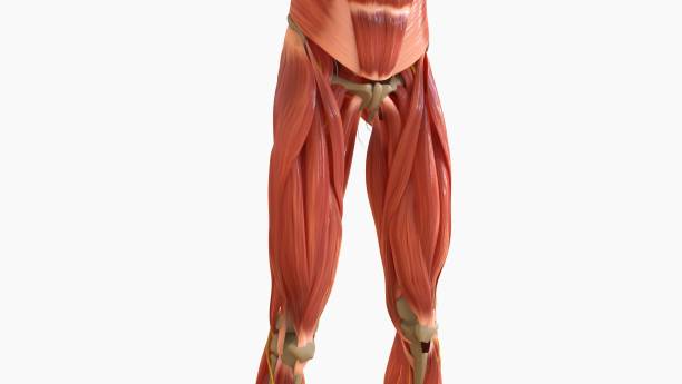 istock Human Muscle Anatomy For medical concept 3D rendering 1476216359