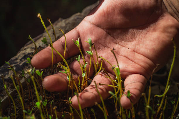 istock Hand resting on the ground touching small growing petunias 1476216401