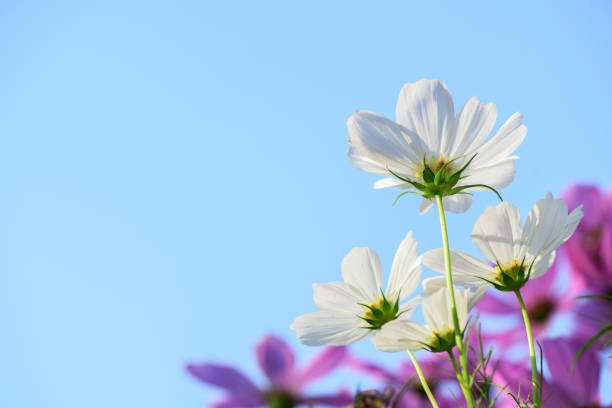 White cosmos on blue sky, flower concept
