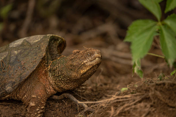 istock Female Snapping Turtle digs a hole to lay her eggs 1476218871