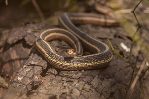 istock Ribbon Snake coiled on a log 1476218878