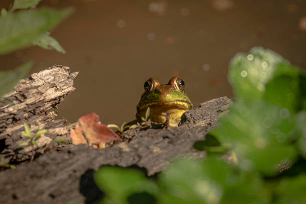 istock Bullfrog peers over a log in the swamp 1476218949