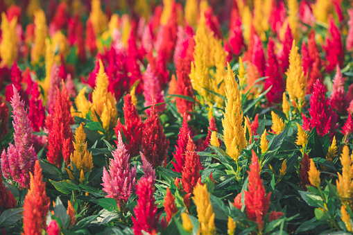 colorful of Celosia argentea or Plumed cockscomb blooming in garden, flower garden concept