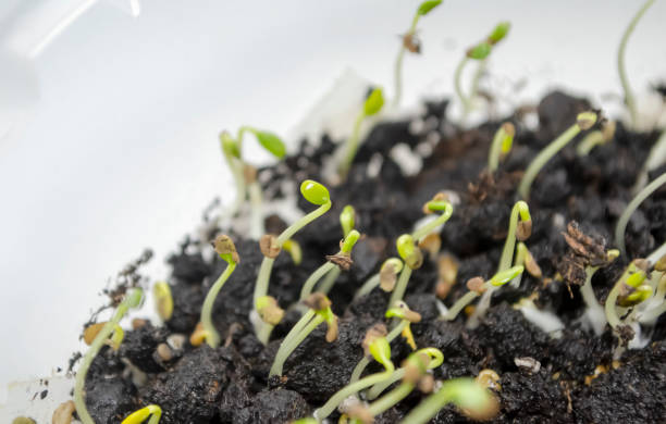 istock planting material - cabbage seedlings are small. Cabbage seedlings in the ground. Many young sprouts of cabbage climbed out of the ground. 1476219225