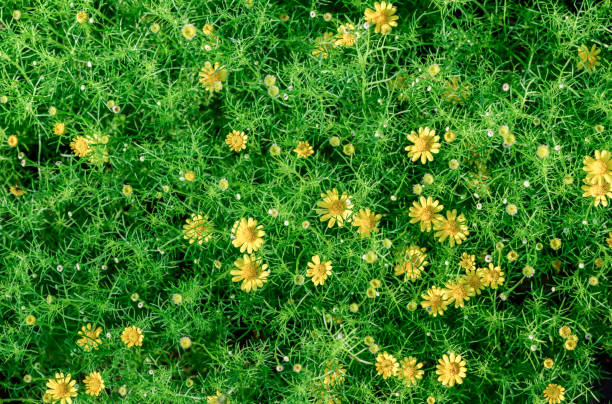 istock Top view yellow daisy flowers in garden, flower background 1476219321