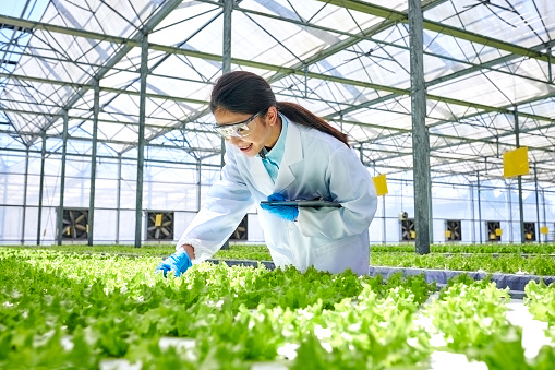 Side view of one female researcher examining plants at modern greenhouse.