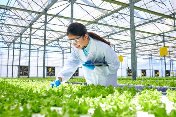 one female researcher examining plants at smart greenhouse - women scientist indoors science imagens e fotografias de stock