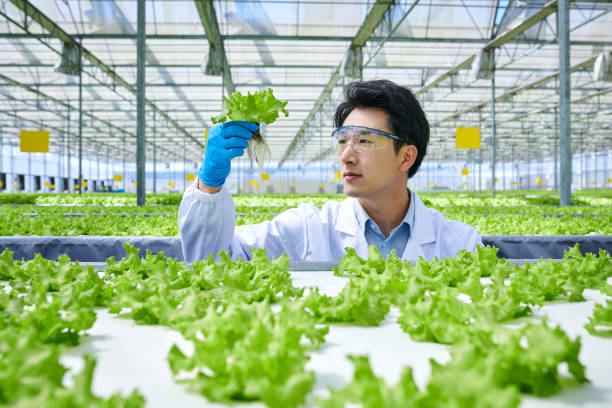 un ricercatore maschio analizza la verdura in smart greenhouse - food laboratory plant biology foto e immagini stock