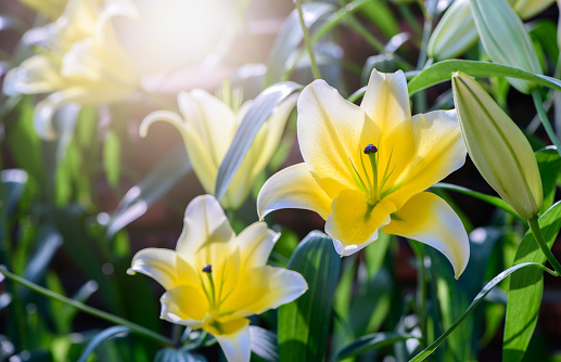 Beautiful yellow and white lily flower in garden, flower background concept