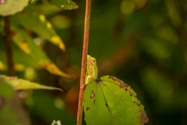 istock Green Tree Frog takes a nap on a plant stem 1476223371