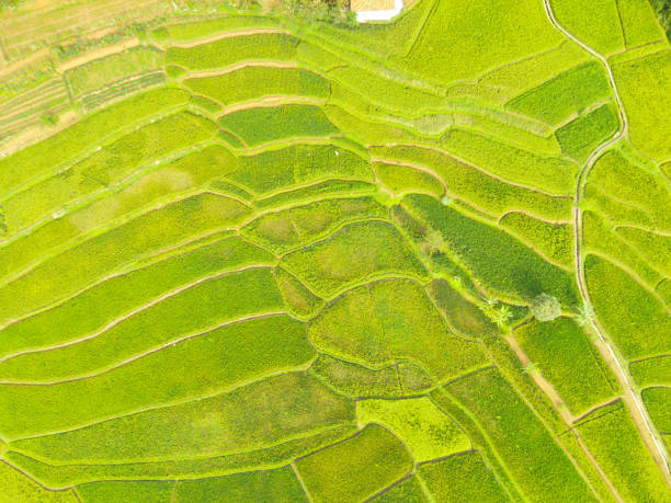 istock Top view of a landscape of green terraced rice fields 1476224143