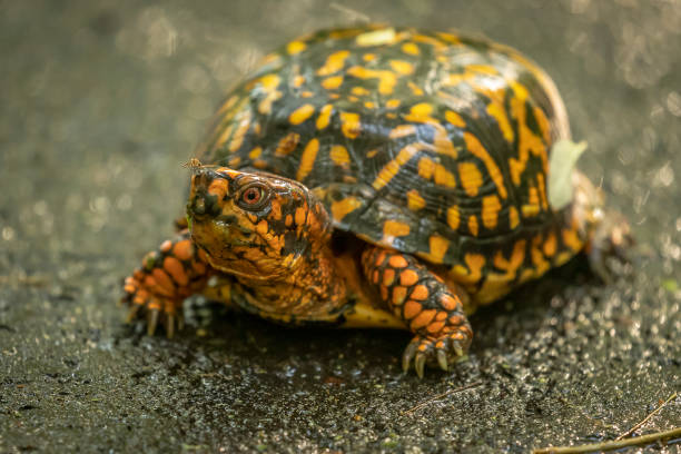 istock Box Turtle walks along the trail in the woods 1476224789