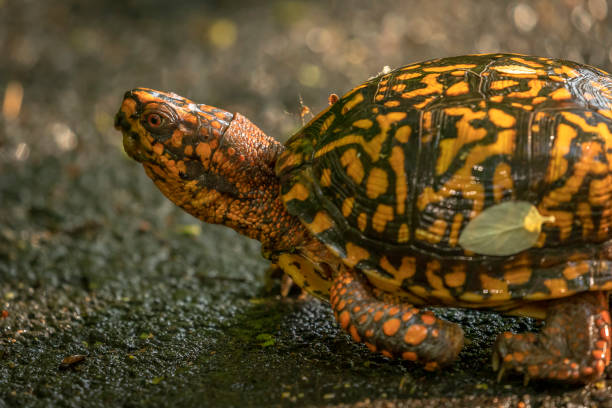 istock Box Turtle walks along the trail in the woods 1476224795