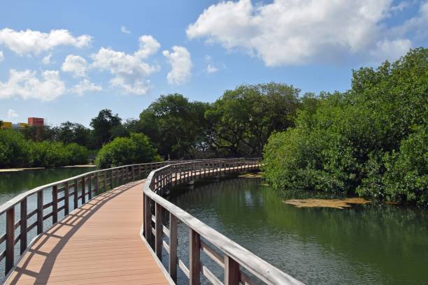 rif mangrove park curaçao - otrobanda - fotografias e filmes do acervo