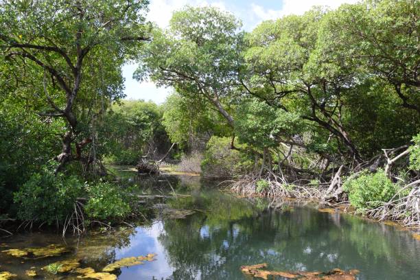 istock Rif Mangrove Park landscape Curacao 1476225149
