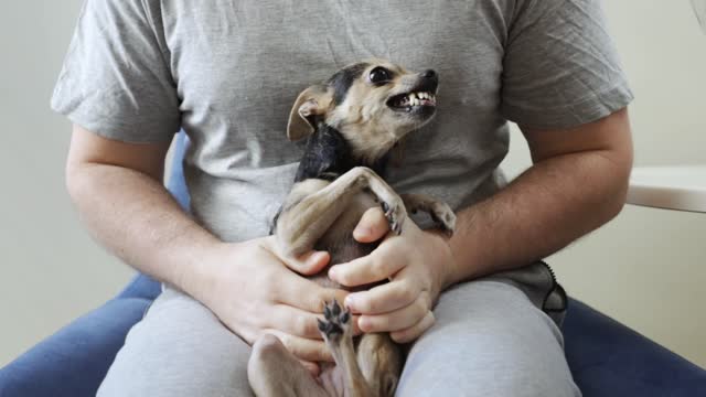 a small dog grins at the owner, small pet bites, dangerous toy terrier