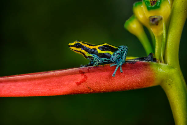 istock poison arrow frog Ranitomeya imitator lowland 1476225810