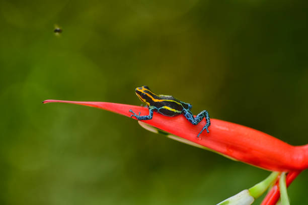istock poison arrow frog Ranitomeya imitator lowland 1476225968
