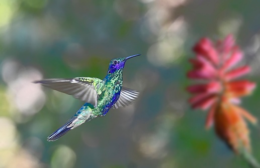 A Sparkling violetear hummingbird is in flight near a flower.  There are many vibrant colors on the wings and body of the hummingbird in flight.