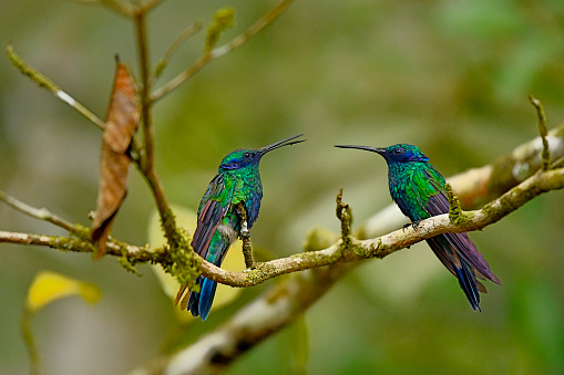 Two Sparkling violetear hummingbirds can be seen on a branch perching.  The birds are facing each other and are almost beak to beak.  The hummingbirds are very pretty and have many iridescent colors.