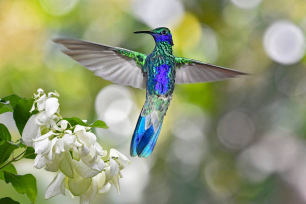 Sparkling violetear hummingbird in flight