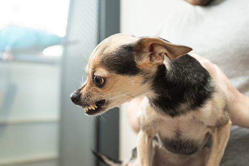 Studio portraits of a cute mixed breed dog, shot on a white background. The dog is half Chihuahua half Jack Russell Terrier.