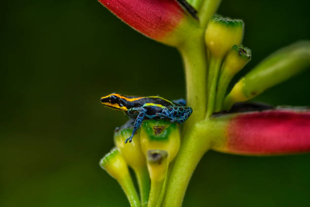 istock poison arrow frog Ranitomeya imitator lowland 1476227128