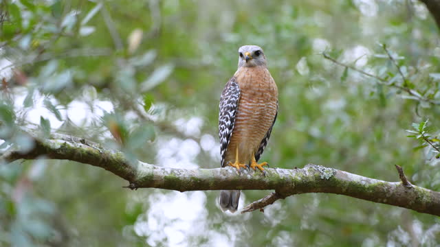 The red-shouldered hawk bird perching on tree branch looking for prey to hunt in dense woods