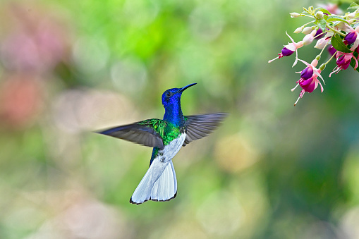 A White-necked jacobin is pictured near flowers in flight.  The wings are open and the tail is semi flailed.  This small hummingbird is very colorful and pretty. It has a large color range.