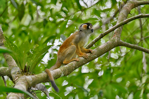 A Squirrel monkey is seen up close on a branch.  The small primate is very cute and can be found in the rainforest of Peru.  In this photo, the monkey is calling the rest of the troop.