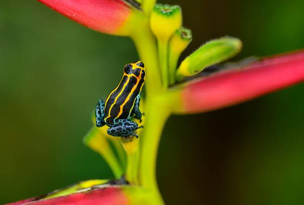 istock poison arrow frog Ranitomeya imitator lowland 1476228224